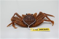 藏品(裸掌盾牌蟹)的圖片